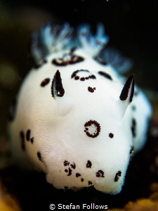Big Boy. Nudibranch - Jorunna funebris. Koh Ma, Gulf of T... by Stefan Follows 